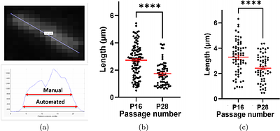 Automated extraction of primary cilia-based biomarkers reveals ageing of cells.