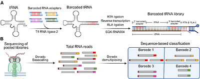 ADAM-tRNA-seq: An Optimized Approach for Demultiplexing and Enhanced Hierarchal Mapping in Direct tRNA Sequencing