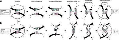 Change in topological linking number during Xer recombination at the plasmid pSC101 psi site