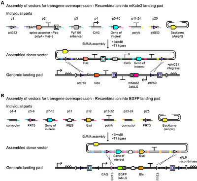 KELPE: knock-in exchangeable dual landing pad embryonic stem cells enable efficient screening of synthetic gene circuits