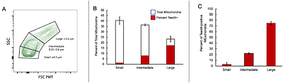 A Mitochondrial Basis for Tead4 Bioavailability at the First Mammalian Cell Fate Decision