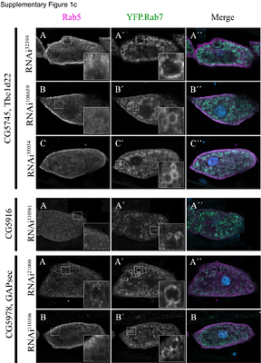 Endosomal maturation is controlled by the trimeric Bulli-Mon1-Ccz1 GEF7 complex and Rab5-GTPase activating protein GAPsec