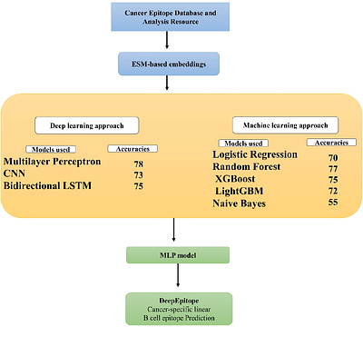 DeepEpitope: Leveraging Transformation-Based protein Embeddings for Accurate linear Cancer B-cell Epitope Identification