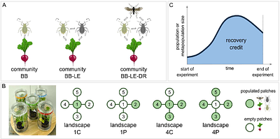 The roles of space and food web complexity in mediating ecological recovery