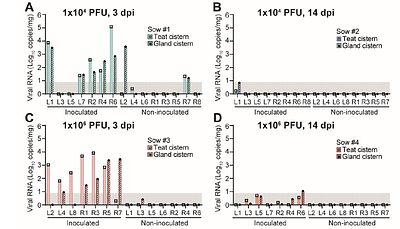 Bovine-derived H5N1 influenza virus efficiently infects lactating swine via the mammary gland