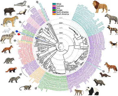 Persistent, Multi-Species Outbreaks and Long-Range Transmissions of a Measles-Like Virus
