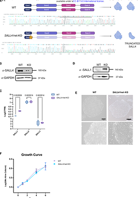 Neural crest induction requires SALL4-mediated BAF recruitment to lineage specific enhancers