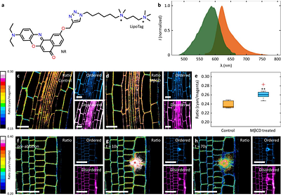 LipoTag: A minimal motif for live and functional imaging of plant cell membranes.