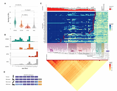 Zinc-finger proteins with a co-opted capsid domain anchor nucleosomes over transposon sequences