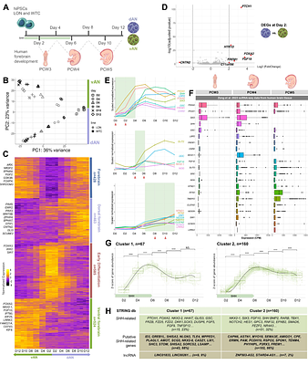 Mapping the temporal and functional landscape of Sonic Hedgehog signaling reveals new insights into early human forebrain development