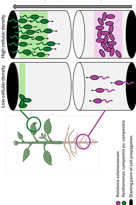 Flow constraints at infection site shape multiplication-dissemination trade-offs and opposite regulatory programs of Xanthomonas and Ralstonia xylem pathogens