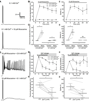 Non-apical plateau potentials and persistent firing induced by metabotropic cholinergic modulation in layer 2/3 pyramidal cells in the rat prefrontal cortex
