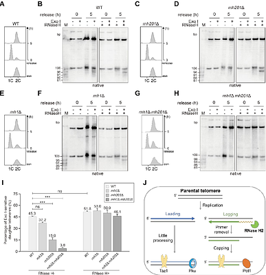 A CRISPR/Cas9-induced blunt-end telomere system in S. pombe reveals RNase H2-dependent RNA primer removal at the terminal Okazaki fragment of lagging telomeres