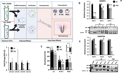 Tetrahydrocannabinol exposure to postejaculatory sperm compromises sperm structure, function, the epigenome, and early embryo development