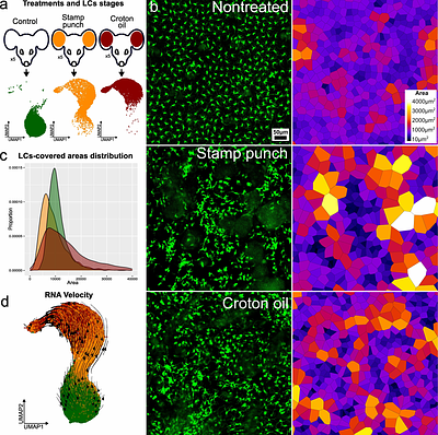 An intermediate activation state primes Langerhans cell migration from the epidermis