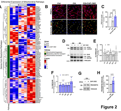 Activation of the protective arm of renin-angiotensin system enhances mitochondrial turnover improving respiration and decreasing integrated stress response in a human Complex III deficiency model.