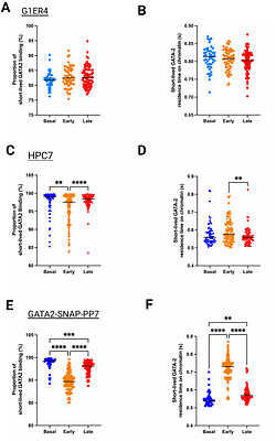 Transitory enhancement of GATA2 chromatin engagement during early erythroid differentiation