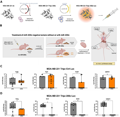 Unravelling the metastasis-preventing effect of miR-200c in vitro and in vivo