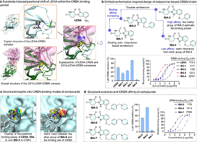Indazolone-Based Molecular Glue Degraders as a Tunable Platform for Reprogramming Cereblon Substrate Specificity