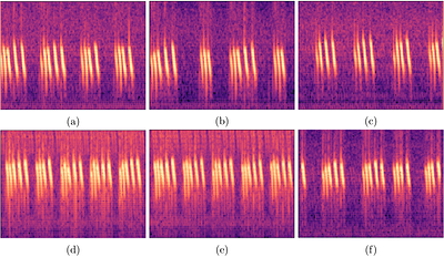 Acoustic individual identification in a species of field cricket using deep learning
