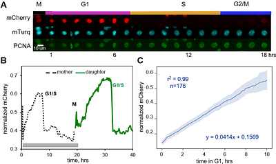 ELDR-Glo, a biosensor for cell age and quiescence depth