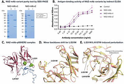 Structure-guided computational design and mechanistic understanding of the p95HER2-targeting NAZ-mAb antibody and its variants