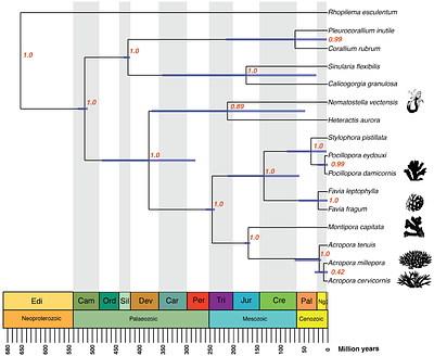 Comparative 3D analysis reveals species-specific patterns of coral polyp morphology and gastrovascular integration