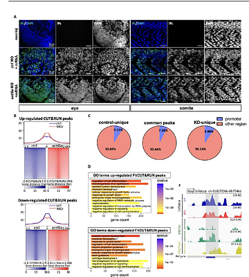 Epigenetic regulation of cilia stability and kidney by the chromatin remodeling SWI/SNF complexes