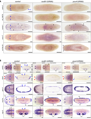Smed-pou4-2 regulates mechanosensory neuron regeneration and function in planarians