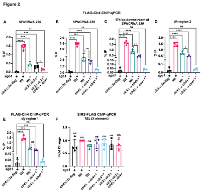 Protocol for the development and use of spike-in control for chromatin immunoprecipitation (ChIP) of chromatin-binding proteins