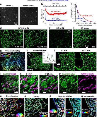 Protein-based, live-cell PAINT microscopy with fluorogenic exchangeable HaloTag ligands