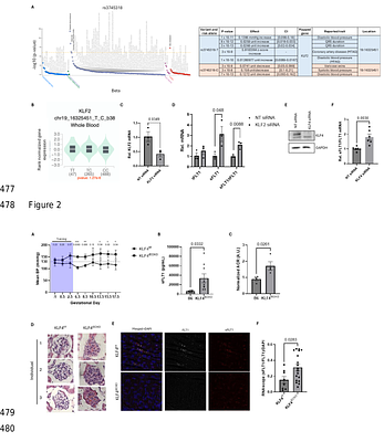 Deletion of endothelial KLF4 as a model for preeclampsia