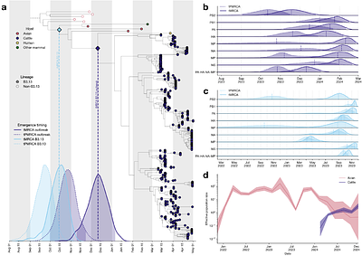 The emergence and molecular evolution of H5N1 influenza viruses in United States dairy cattle