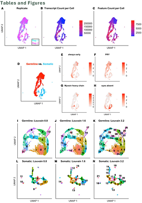 Single cell RNA sequencing of D. pseudoobscura testes reveals transcriptional signatures of heteromorphic spermatogenesis