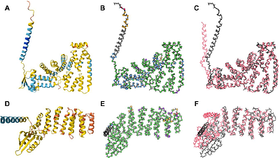 Categorizing prediction modes within low-pLDDT regions of AlphaFold2 structures