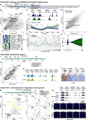 Transcription Factor Subtype Governs Response and Resistance to DLL3-Directed T-Cell Engagement in Small Cell Lung Cancer