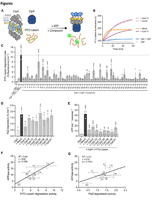 Small-molecule activators of the Staphylococcus aureus ClpC/ClpP AAA+ protease