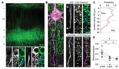 Robust activity-dependent mitochondrial calcium dynamics at the AIS is dispensable for action potential generation