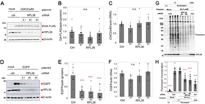 RPL38 controls 60S ribosomal subunit homeostasis to regulate start-codon stringency and frame selection during C9ORF72 RAN translation