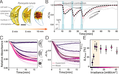 Morphodynamics of chloroplast network control light-avoidance response in the non-motile dinoflagellate Pyrocystis lunula