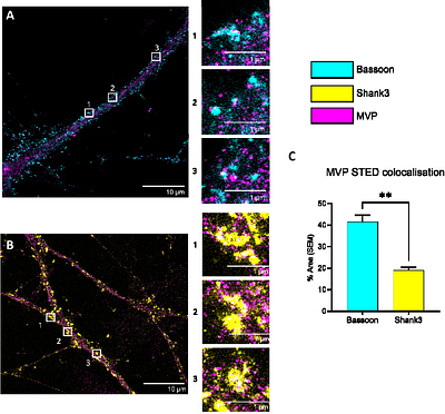 Dynamic regulation of neuronal Vault trafficking and RNA cargo by the noncoding RNA, Vaultrc5