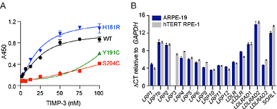 Molecular determinants of extracellular TIMP-3 accumulation in Sorsby fundus dystrophy.