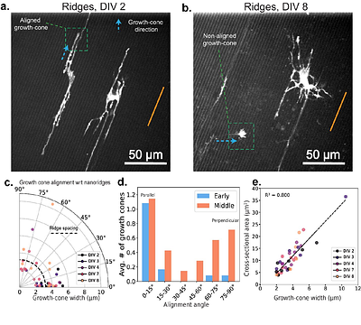 Nanotopographic Control of Actin Waves and Growth Cone Navigation in Developing Neurons