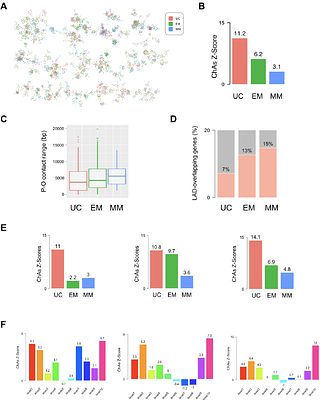 Chromatin network rearrangements in differentiation and cancer reveal connections between evolutionary processes and gene regulation