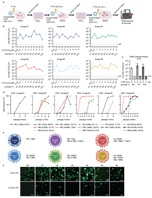 Influenza A virus resistance to 4-fluorouridine coincides with viral attenuation in vitro and in vivo