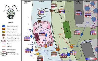 Energy trade-offs under fluctuating light govern bioenergetics and growth in Chlamydomonas reinhardtii