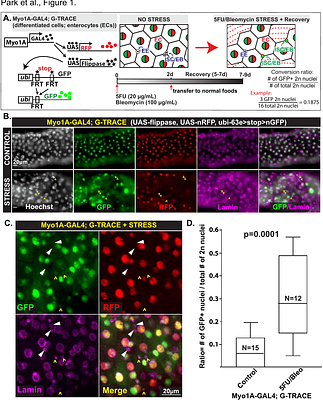Evidence that injury can cause Drosophila gut differentiated, polyploid enterocytes to be recruited as stem cells via paligenosis