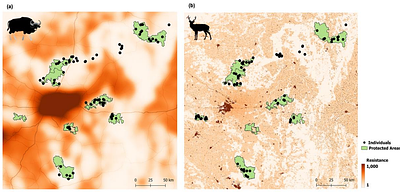 On the road to losing connectivity: Fecal samples provide genome-wide insights into anthropogenic impacts on two large herbivore species in central India