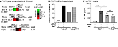 Alpha-1-antitrypsin (AAT) inhibits Mycobacterium intracellulareinduction of monocyte colony stimulating factor: another host defense function of AAT