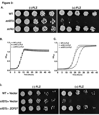 Candida glabrata maintains two Hap1 homologs, Zcf27 andZcf4, for distinct roles in ergosterol gene regulation to mediate sterol homeostasis under azole and hypoxic conditions